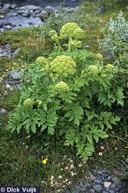 Image result for Angelica archangelica