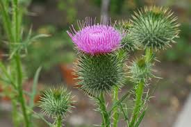 Attēlu rezultāti vaicājumam “Cirsium vulgare”