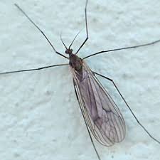 Attēlu rezultāti vaicājumam “Trichocera regelationis”