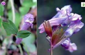 Attēlu rezultāti vaicājumam “Corydalis intermedia fruit”