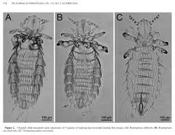 Attēlu rezultāti vaicājumam “Phthiraptera”