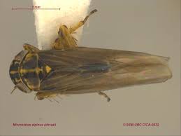 Attēlu rezultāti vaicājumam “Macrosteles sp.”