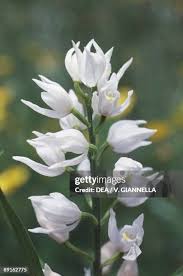 Attēlu rezultāti vaicājumam “Cephalanthera longifolia”
