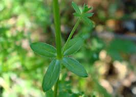 Attēlu rezultāti vaicājumam “Galium elongatum leaf”