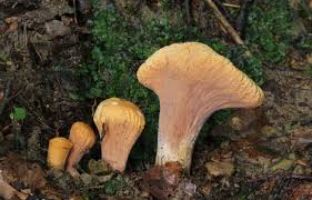 Attēlu rezultāti vaicājumam “Clavariadelphus pistillaris”