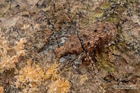 Attēlu rezultāti vaicājumam “Anthribidae”