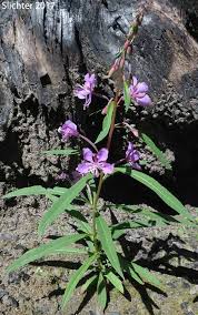 Attēlu rezultāti vaicājumam “Epilobium angustifolium fruit”