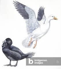 Attēlu rezultāti vaicājumam “Anseriformes”