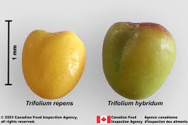 Attēlu rezultāti vaicājumam “Trifolium repens fruit”