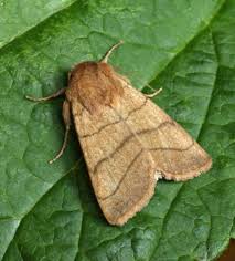 Attēlu rezultāti vaicājumam “Charanyca trigrammica”