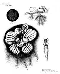 Attēlu rezultāti vaicājumam “Pistia stratiotes”