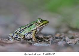 Attēlu rezultāti vaicājumam “Pelophylax juvenile”