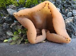 Attēlu rezultāti vaicājumam “Peziza flavida”