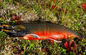 Image result for Salvelinus malma