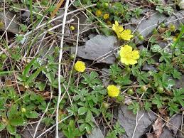 Attēlu rezultāti vaicājumam “Potentilla reptans”