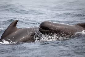 Image result for Leucopleurus acutus