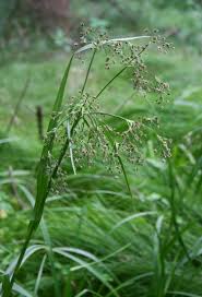 Attēlu rezultāti vaicājumam “Scirpus sylvaticus leaf”