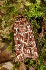 Attēlu rezultāti vaicājumam “Lycophotia porphyrea”