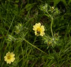 Attēlu rezultāti vaicājumam “Potentilla erecta fruit”