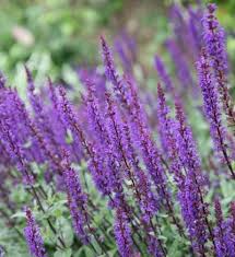 Attēlu rezultāti vaicājumam “Salvia nemorosa fruit”