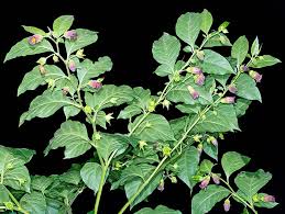 Image result for beladona