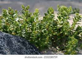 Attēlu rezultāti vaicājumam “Honckenya peploides bud”