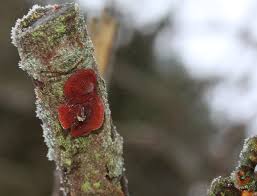 Attēlu rezultāti vaicājumam “Cytidia salicina”