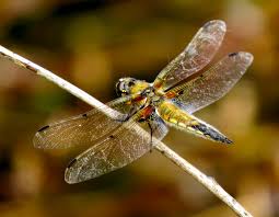 Attēlu rezultāti vaicājumam “Libellula quadrimaculata imago”