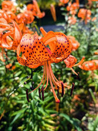 Attēlu rezultāti vaicājumam “Lilium lancifolium”