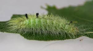 Attēlu rezultāti vaicājumam “Acronicta leporina”