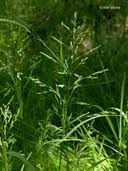 Attēlu rezultāti vaicājumam “Poa palustris leaf”