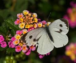 Attēlu rezultāti vaicājumam “Pieris brassicae”