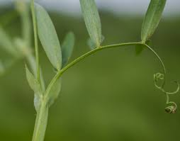 Attēlu rezultāti vaicājumam “Lathyrus palustris bud”