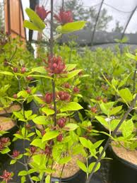 Attēlu rezultāti vaicājumam “Calycanthus floridus”