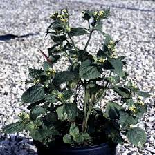 Attēlu rezultāti vaicājumam “Galinsoga quadriradiata leaf”