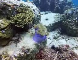 Image result for Lincoln & District BSAC 0109