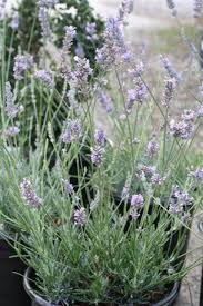Attēlu rezultāti vaicājumam “Lavandula angustifolia”