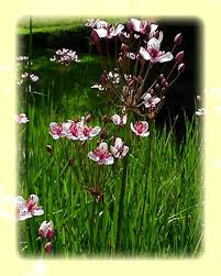 Attēlu rezultāti vaicājumam “Butomus umbellatus”