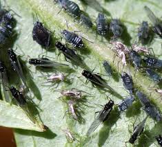 Attēlu rezultāti vaicājumam “Aphis fabae”