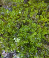 Attēlu rezultāti vaicājumam “Riccardia incurvata”