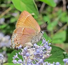 Attēlu rezultāti vaicājumam “Theclinae”