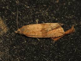 Attēlu rezultāti vaicājumam “Celypha striana”