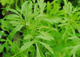 Image result for Gartenkresse