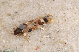 Attēlu rezultāti vaicājumam “Potamophylax”