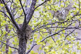 Attēlu rezultāti vaicājumam “Turdus pilaris adult”