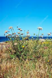 Attēlu rezultāti vaicājumam “Daucus carota subsp. carota flower”