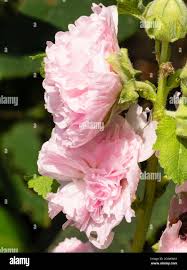 Image result for Alcea rosea `Appleblossom`