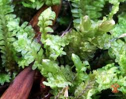 Attēlu rezultāti vaicājumam “Diplophyllum albicans”