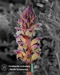 Attēlu rezultāti vaicājumam “Orobanche coerulescens flower”