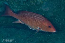 Image result for Lutjanus campechanus